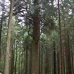 Apartamento Schwarzwaldblick *