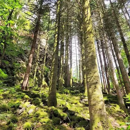 Schwarzwaldblick Apartment *