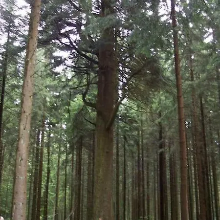 Apartment Schwarzwaldblick *